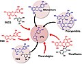 Flavan-3-ol precursors of the microbial metabolite 5-(3′/4′-dihydroxyphenyl)-γ-valerolactone (γVL). Only compounds with intact (epi)catechin moiety result in the formation of γVL by the intestinal microbiome. ECG, (−)-epicatechin-3-O-gallate; EGCG, Epigallocatechin gallate; EGC, Epigallocatechin.