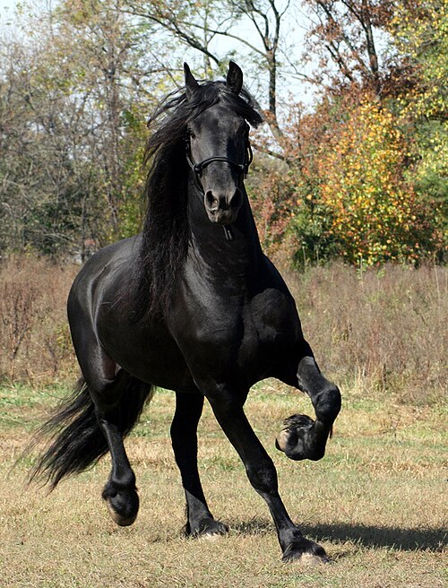 File:Friesian Stallion.jpg