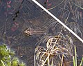 Frog.