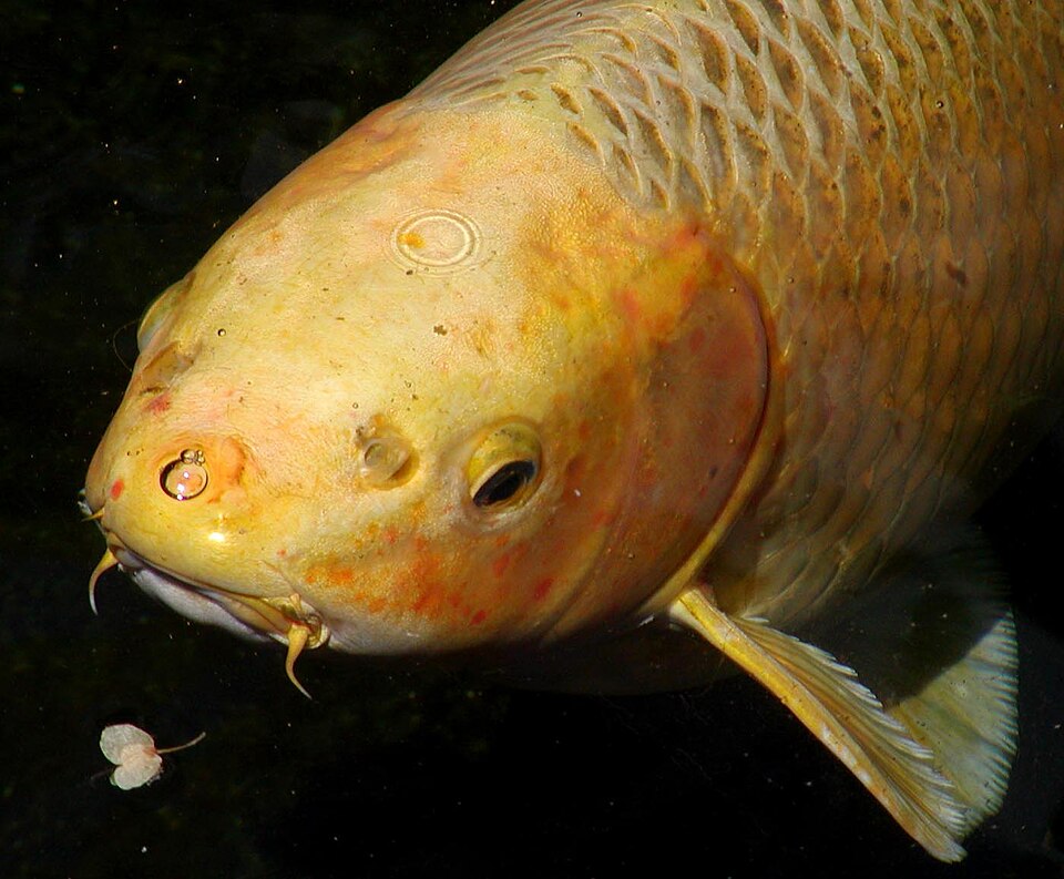 File:Koi head closeup.jpg