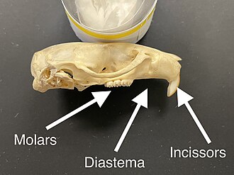 Noticeable diastema in a rat skull