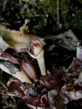 Lathraea clandestinaseed pod