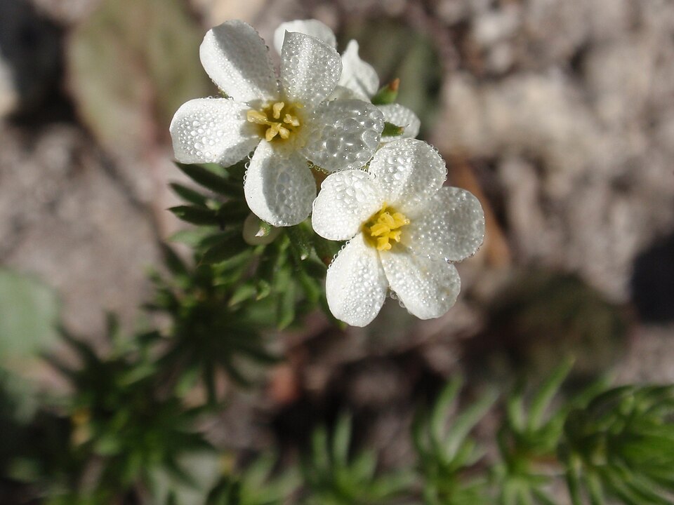 File:Linanthus pachyphyllus.jpg