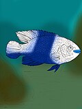 Mahengechromis ellipticus