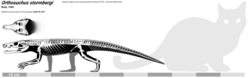 Orthosuchus skeletal