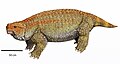 Pareiasaurus serridens