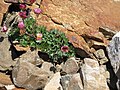 Ranunculus glacialispurplish form