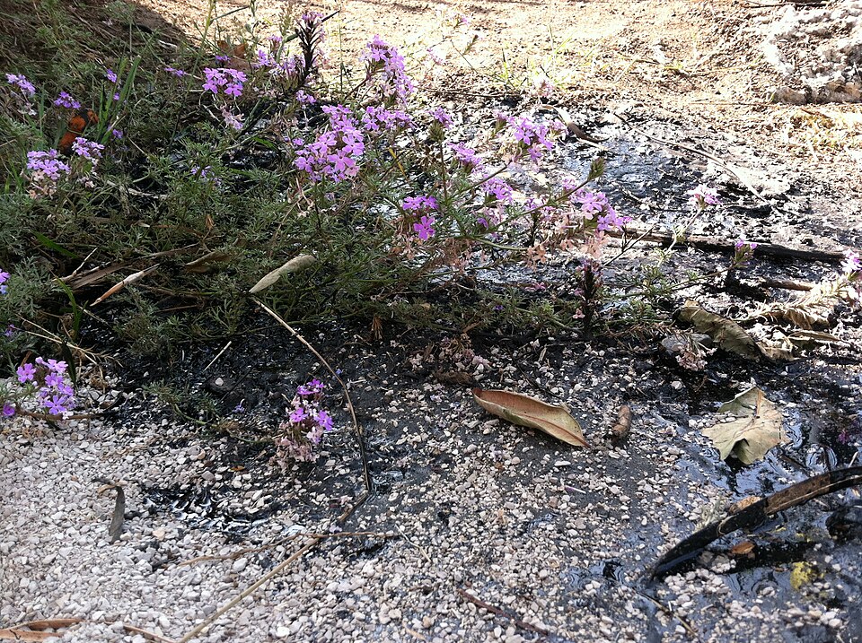File:Tar and flora.jpeg