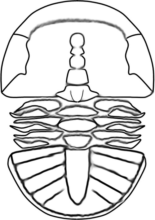 File:Tsunyidiscus niutitangensis linedrawing.jpg