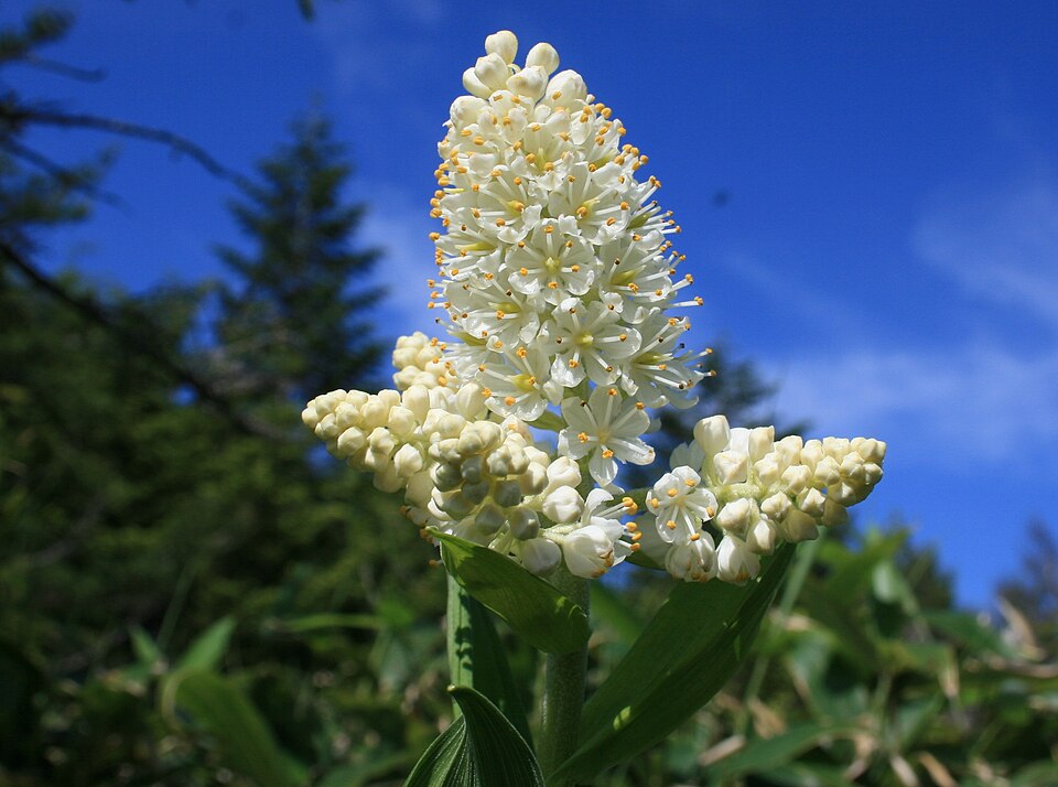 File:Veratrum stamineum in Mount Kohide 2010-07-01.jpg
