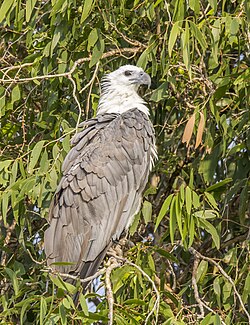 White-bellied sea-eagle Haliaeetus leucogaster Australia