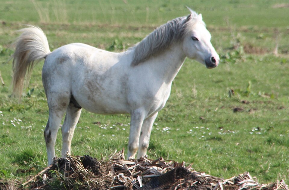 File:White horse defecate on field.jpg