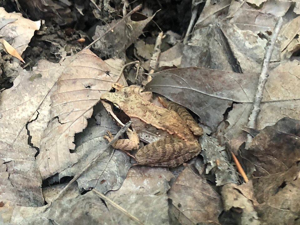 File:WoodFrog DarienLakesStatePark 2020-06-16 (02).jpg