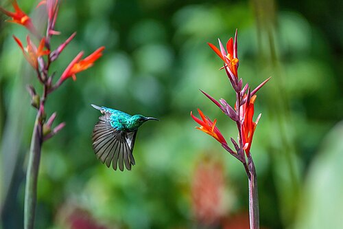 Olive-bellied sunbird