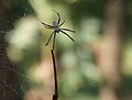 Male