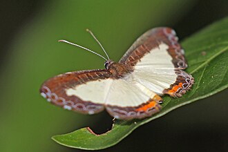 Azanoides metalmark Nymphidium azanoides occidentalis Panama