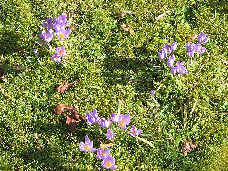 File:Crocus etruscus clump.jpg