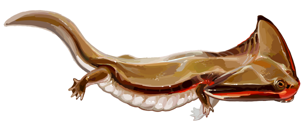 File:Diplocaulus recon.png