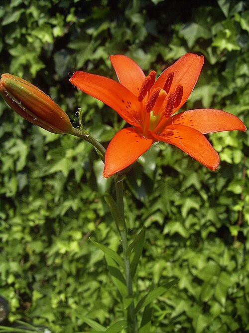 File:Lilium concolor.jpg