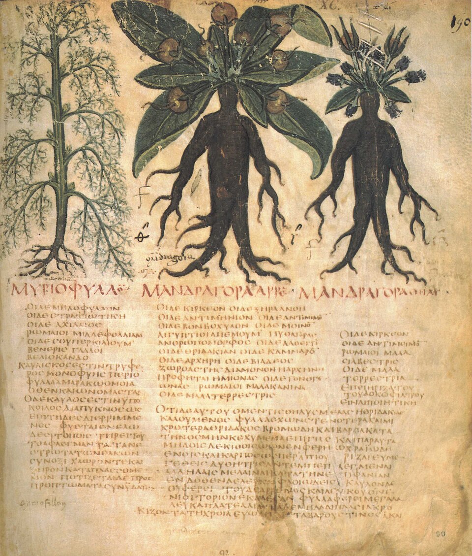 File:NaplesDioscuridesMandrake.jpg