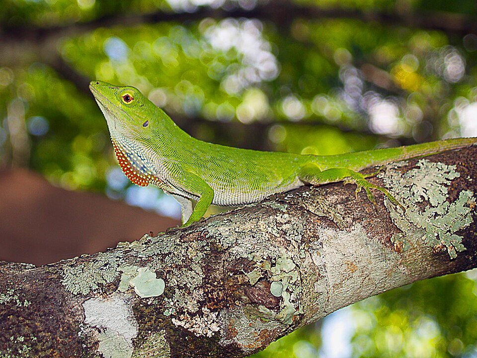 File:Neotropical green anole.jpg