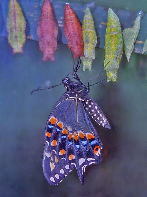 File:Papilionidae - Papilio polyxenes.jpg