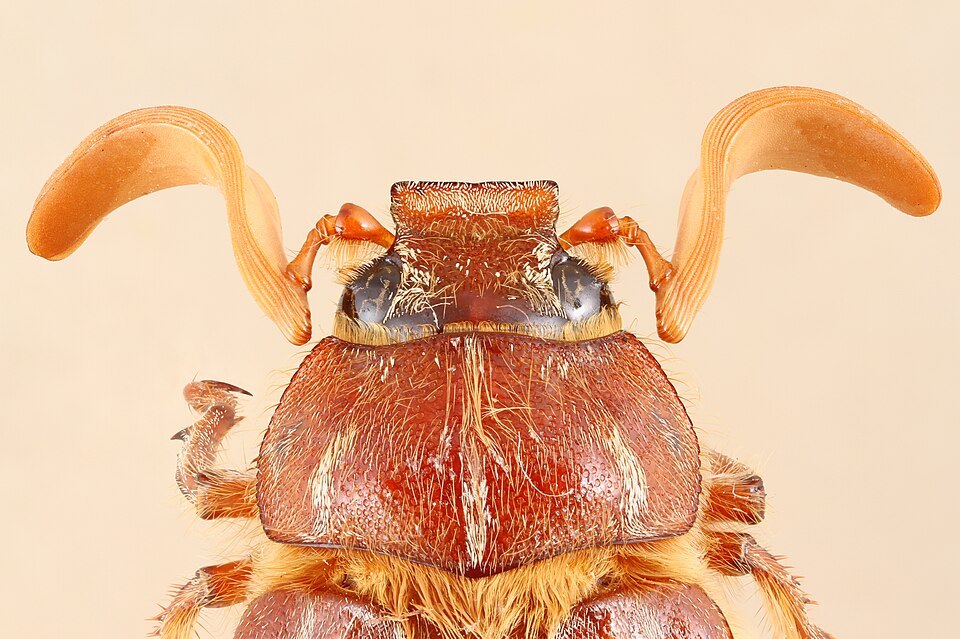 File:Polyphylla monahansensis.jpg