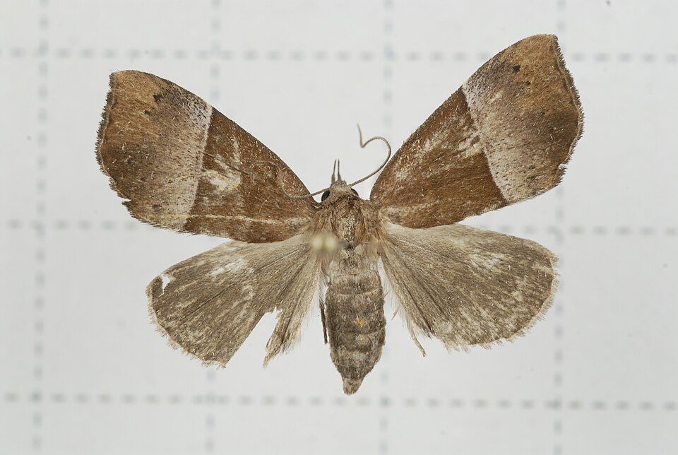 File:V15-20140926-031 (16042054349).jpg
