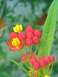 Asclepias curassavica