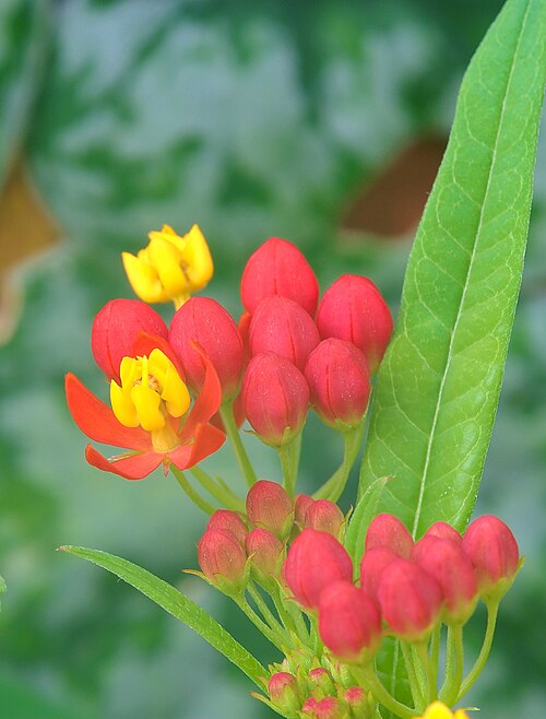 File:Asclepias curassavica Luc Viatour.jpg