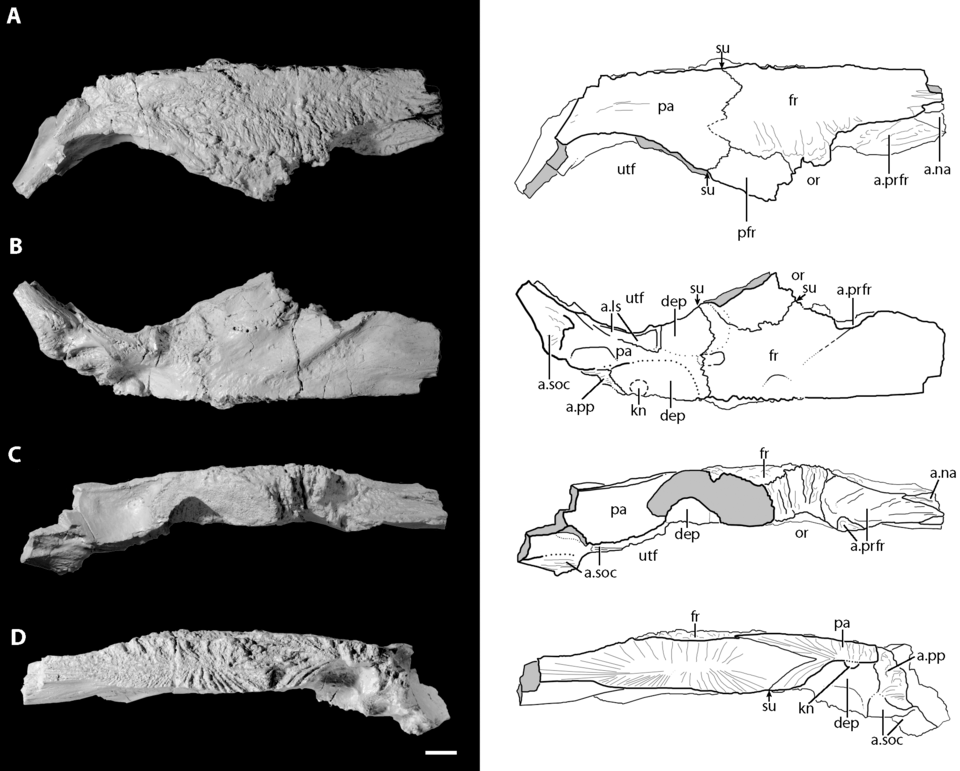File:Asperoris skull roof.png
