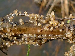 Eggs from asp