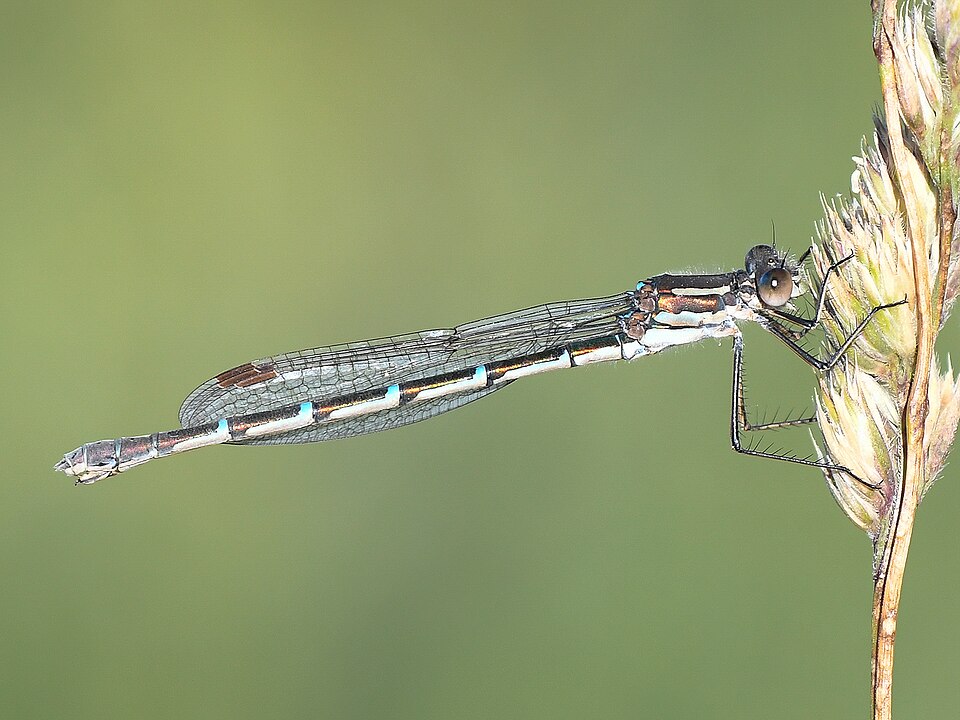 File:Blue Ringtail, Austrolestes annulosus, female.jpg