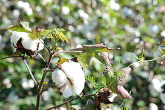 Cotton plant with Ipomoea quamoclit vine