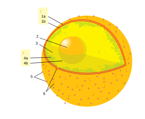 File:Diagram human cell nucleus numbered version.svg
