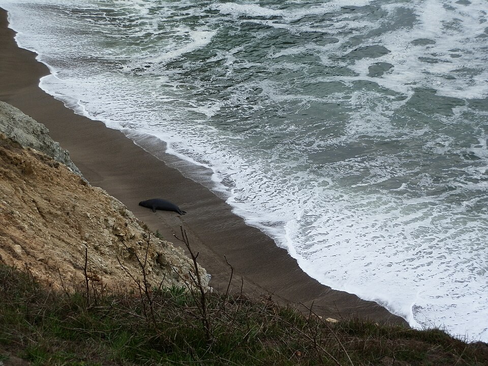 File:Elephant Seal.JPG