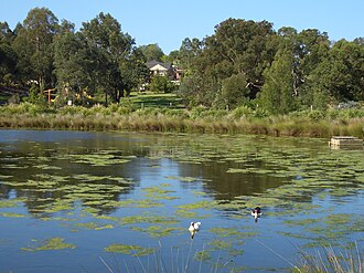 Hurstville Grove, Moore Reserve Wetland