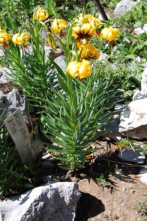 File:Lilium bosniacum.JPG