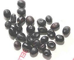 Paeonia anomala,seeds