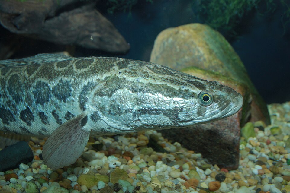 File:Snakehead - Channa argus 2.jpg
