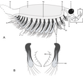 Thumbnail for version as of 21:35, 2 April 2020