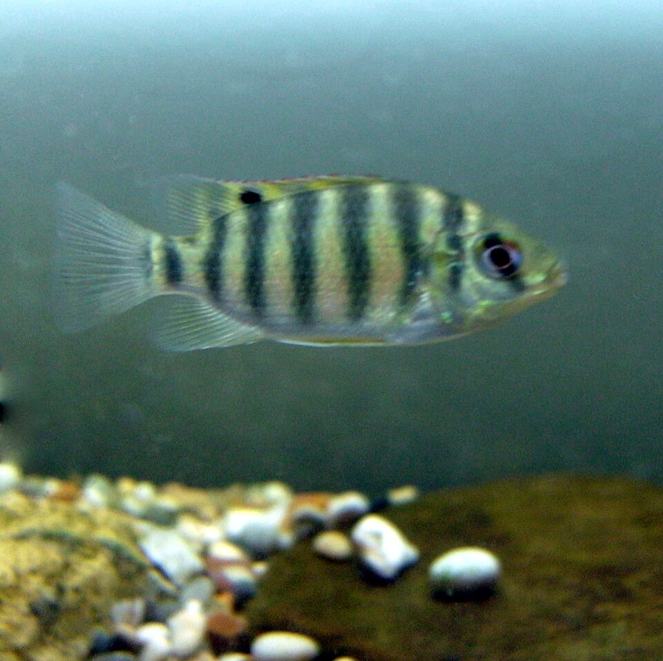 File:Tilapiayoung.jpg