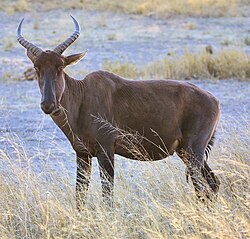 Brown bovid