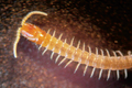 Thumbnail for version as of 03:17, 9 August 2014