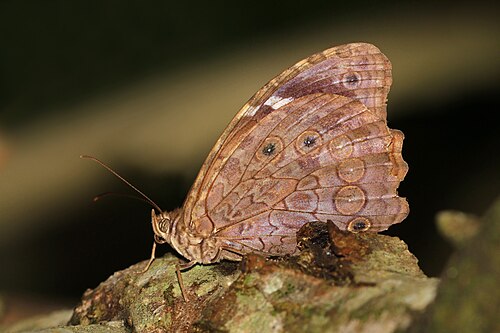 White-spotted satyr Manataria hercyna maculata Panama