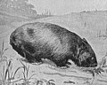 Thumbnail for version as of 19:45, 20 May 2007