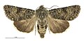 Thumbnail for version as of 21:49, 26 July 2017