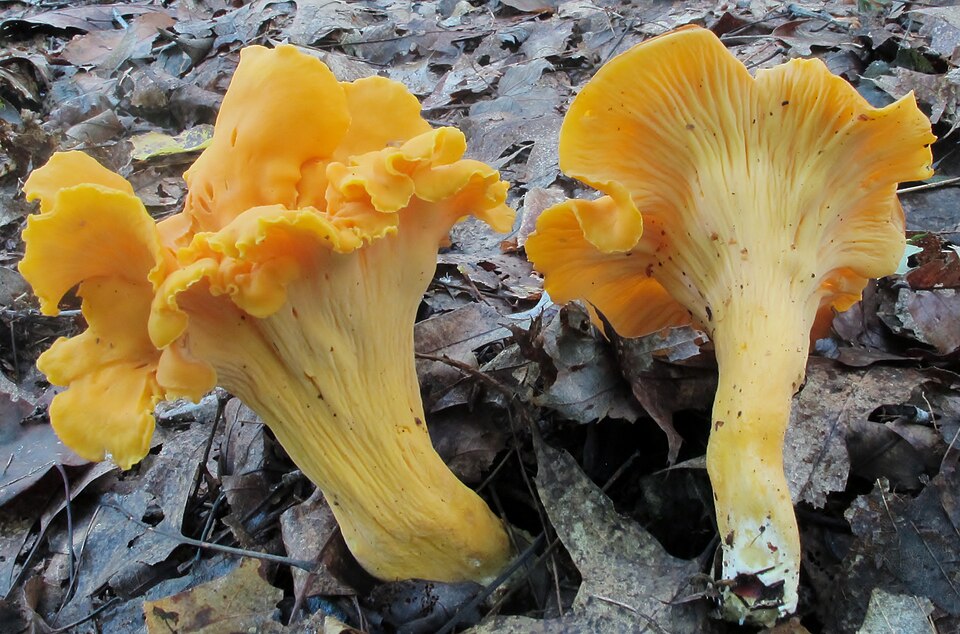 File:Cantharellus lateritius (Berk.) Singer 451795.jpg