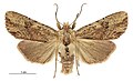 Thumbnail for version as of 23:10, 24 June 2017