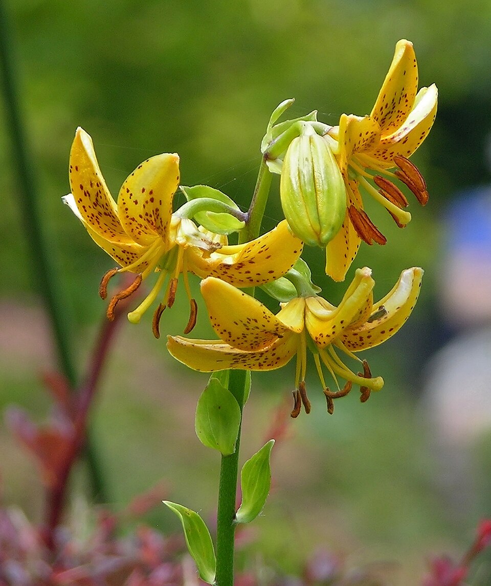 File:Hanson's Lily Lilium hansonii Flowers 1842px.jpg